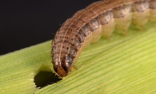 Pasture & Hayfield Fall Armyworm Control