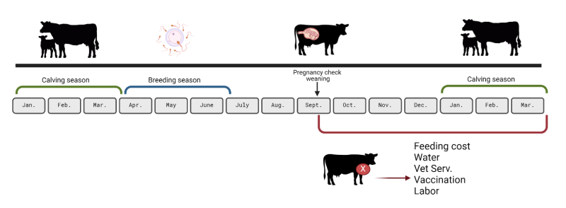 Figure 2 Reproduction Timeline