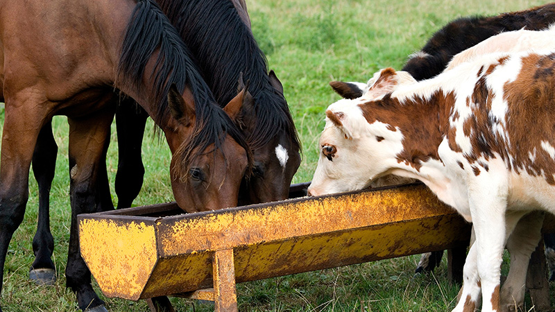 Horse Feed and Cattle Feed Don’t Mix:  70 Horses Die After Ingesting Feed Contaminated with Monensin