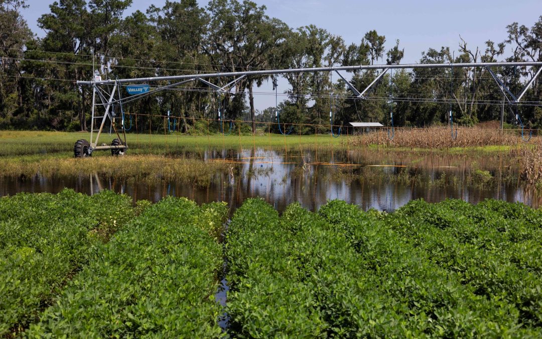 Florida Agricultural Production Losses from Hurricane Debby Top $93 Million