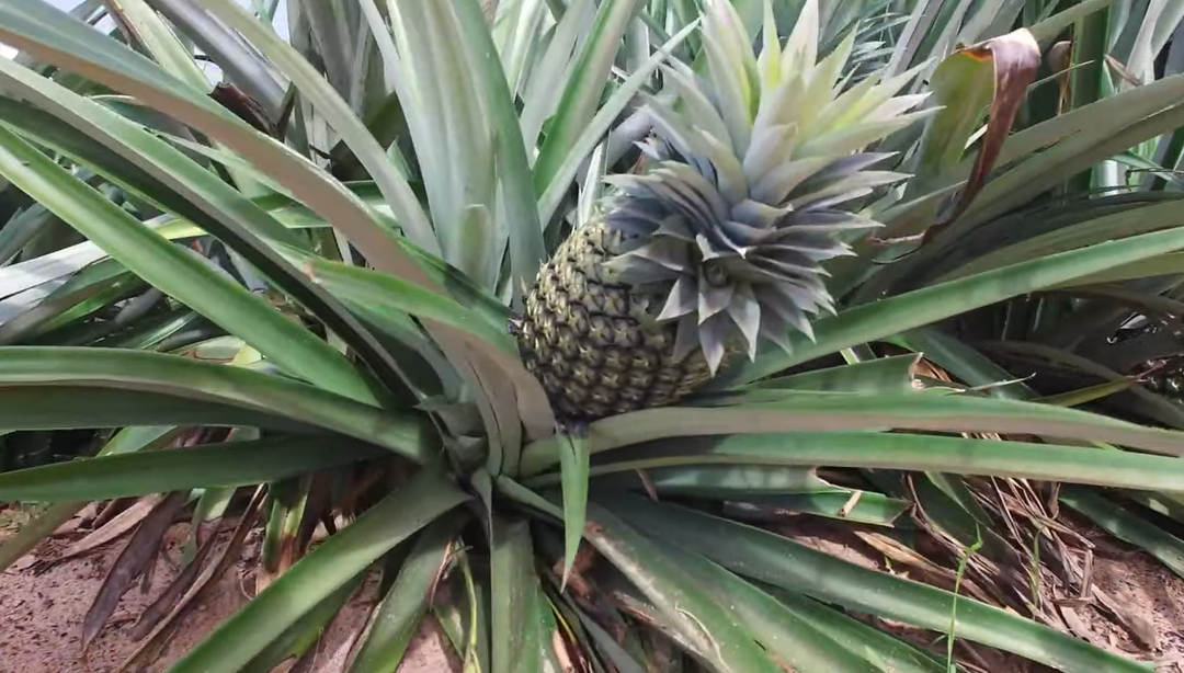 Friday Feature:  Pineapple Farming and Processing