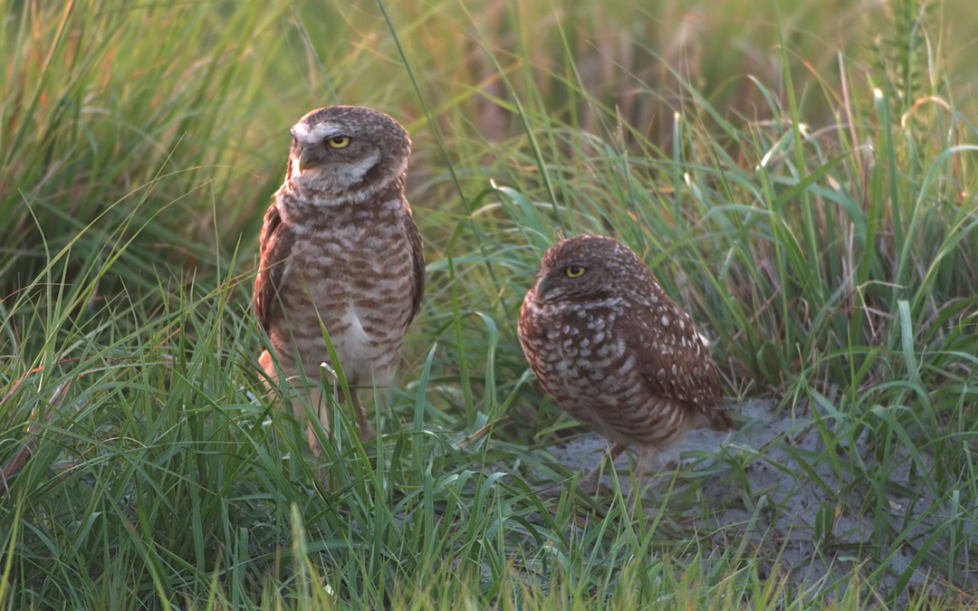 Friday Feature:  Burrowing Owls Love Florida Ranchlands