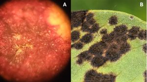 Fungal growth on peanut leaves that cause the disease leaf spots