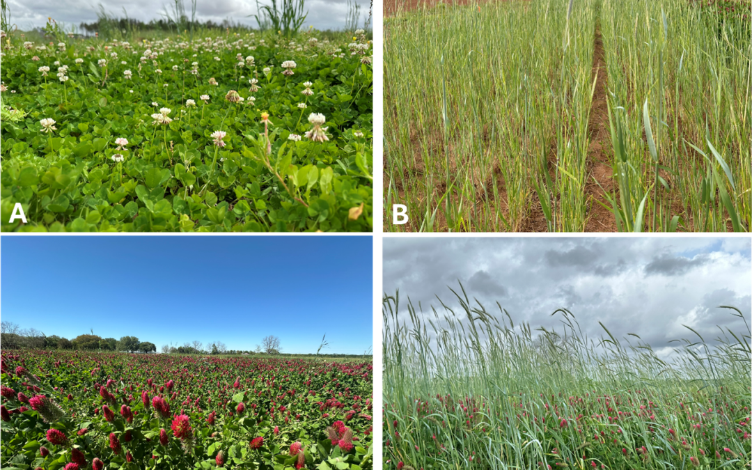 Considerations for Cover Crops in Row Crop Production Systems