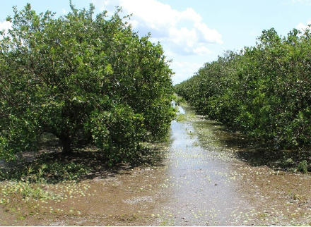 Hurricane Preparation and Recovery Information for Citrus Growers