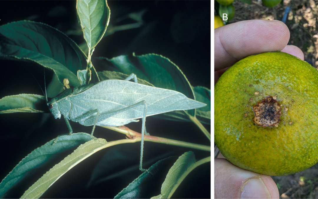 Sap Beetles are Not a Cause of Concern for Citrus but Katydids Are