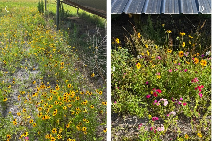 Solar Synergies: Combining Renewable Energy and Pollinator Habitat in Florida