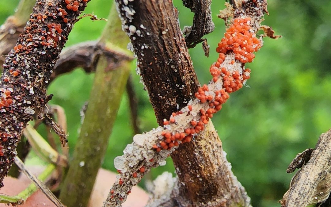 2024 End-of-Season Florida Peanut Disease Notes