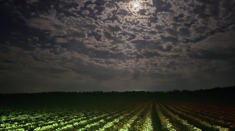 Peanuts at night