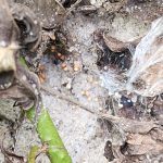 Fungus (agrothelia rolfsii) growing on peanut debris