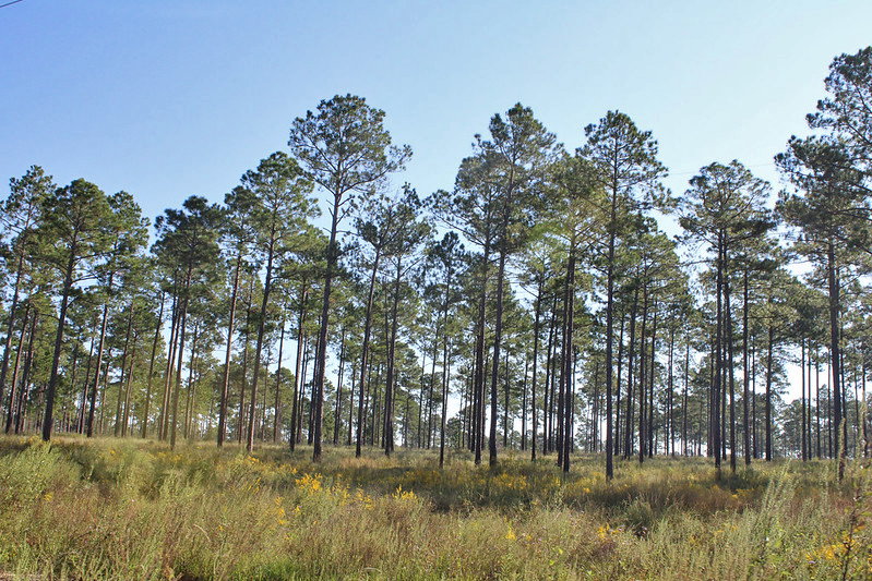 Florida Land Steward Tour at the Property of Gus Andrews Highlights Outstanding Multiple Use Management With an Emphasis on Quail and Wildlife