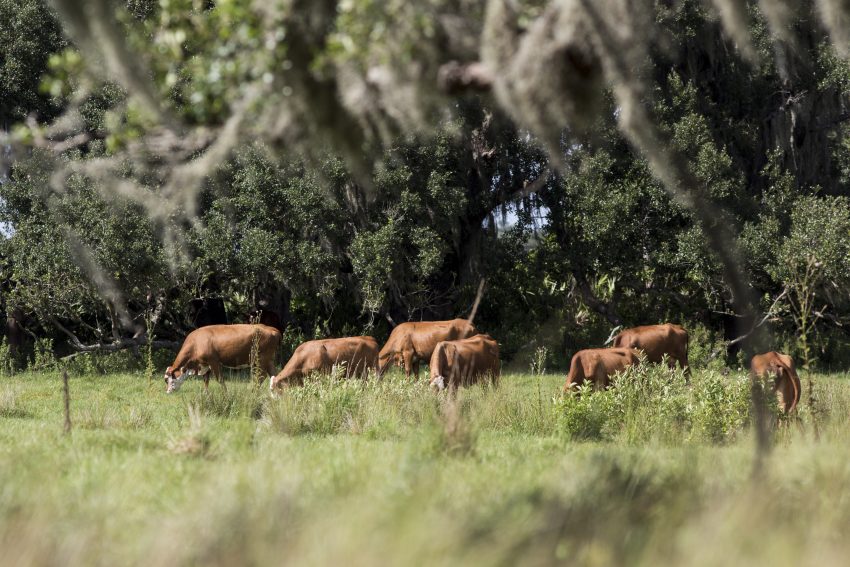 Cattle grazing in a beef cattle pasure at the Range Cattle Research and Education Center in Ona, Florida.