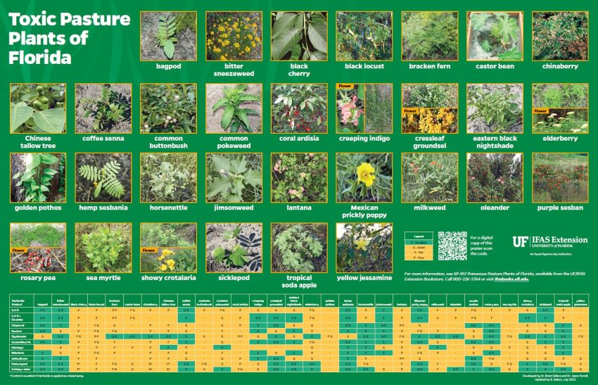 Pictures of Toxic Pasture Plants in Florida with names and herbicide recommendations.