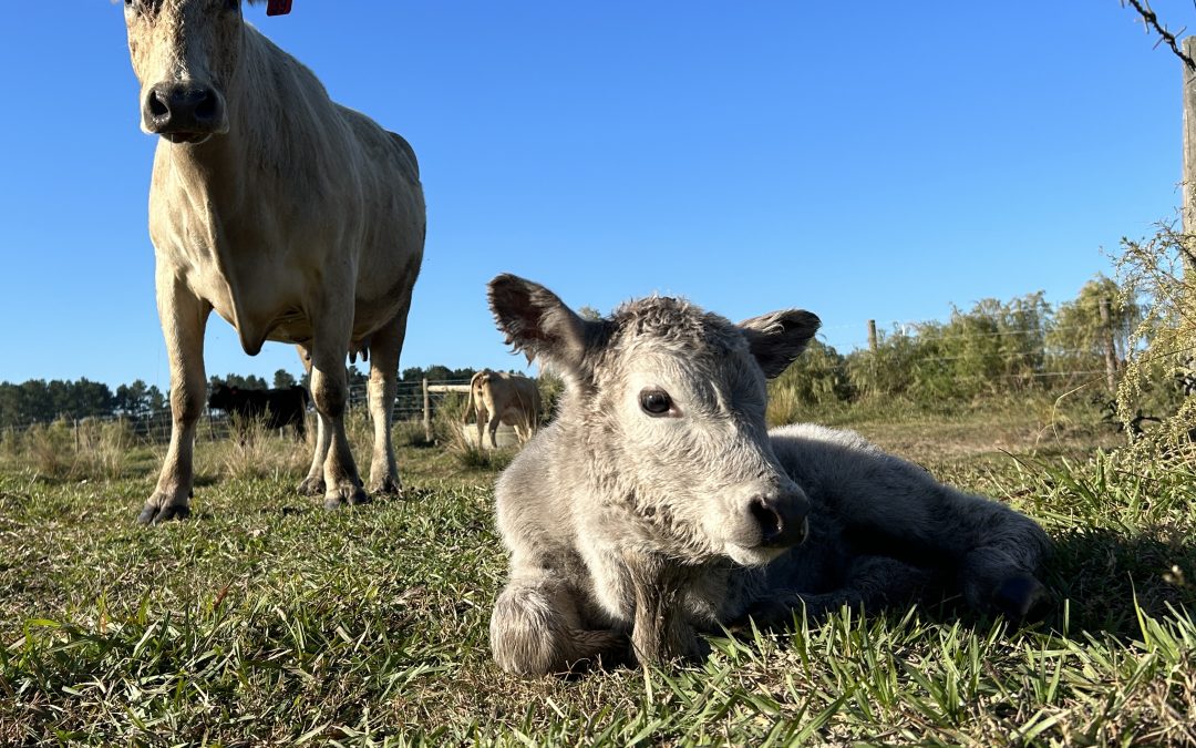 3 Reasons to Weigh Your Cows