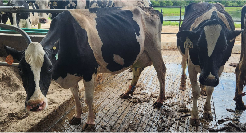 Slick Haired Holstein Semen Now Widely Available