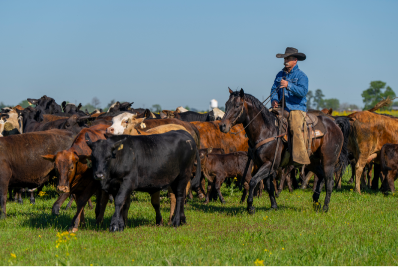 Why Forage is the Cornerstone of a Working Ranch Horse’s Diet