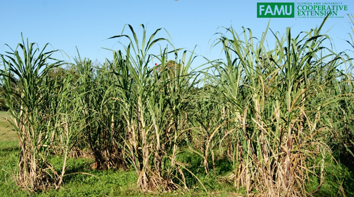 FAMU Sugarcane Field Day Proves Interest is Still High for Local Farmers