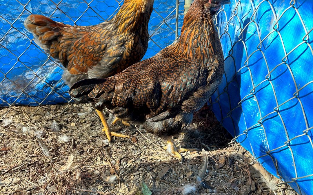 Considerations for Your Chicken Coop During Cooler Weather