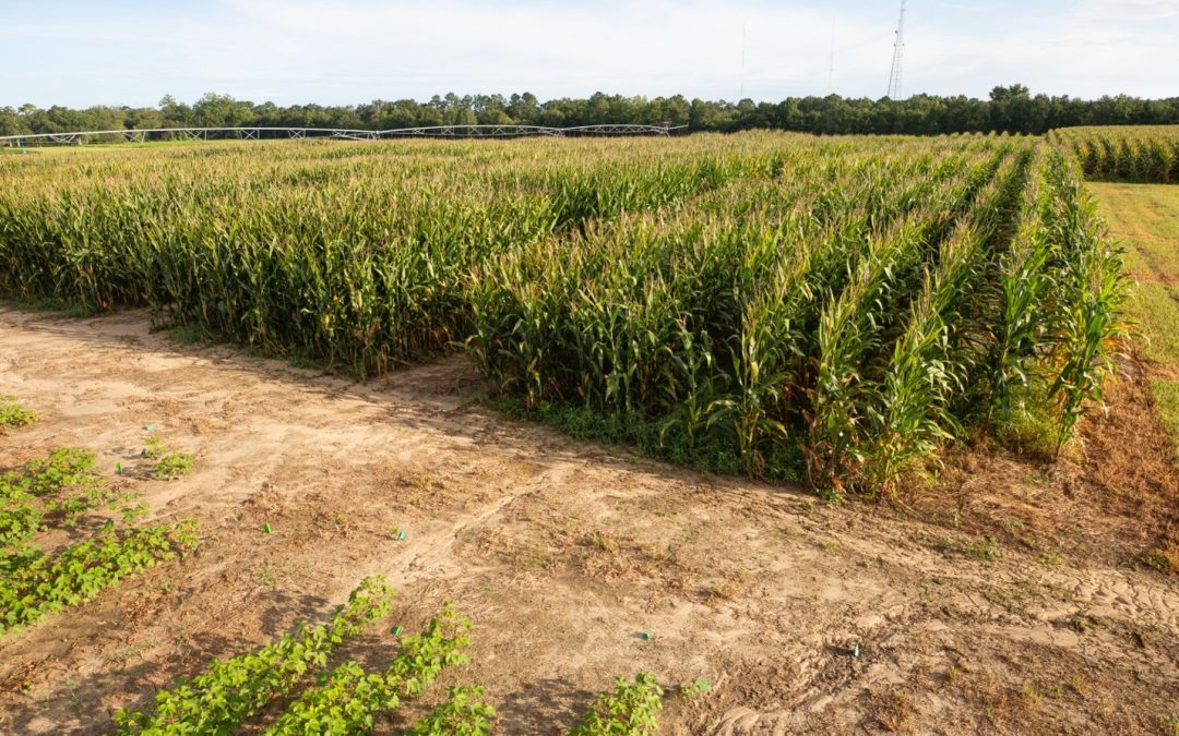 North Florida 2024 Corn Variety Test Performance