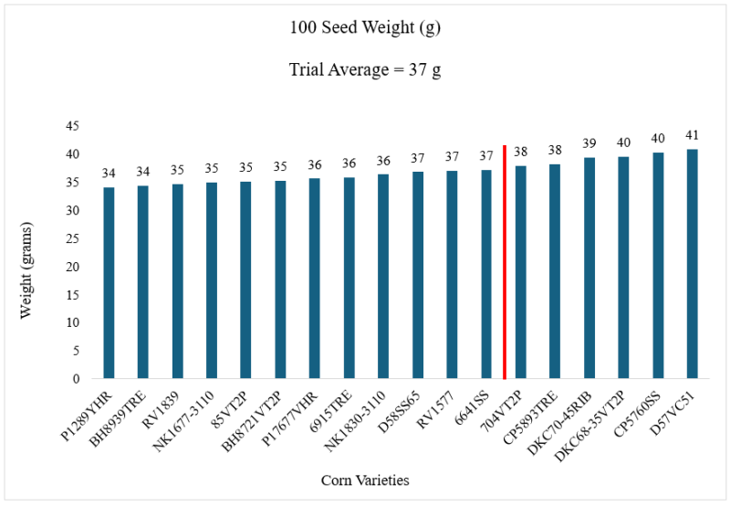 2024 Live Oak Corn 100 Seed Weight