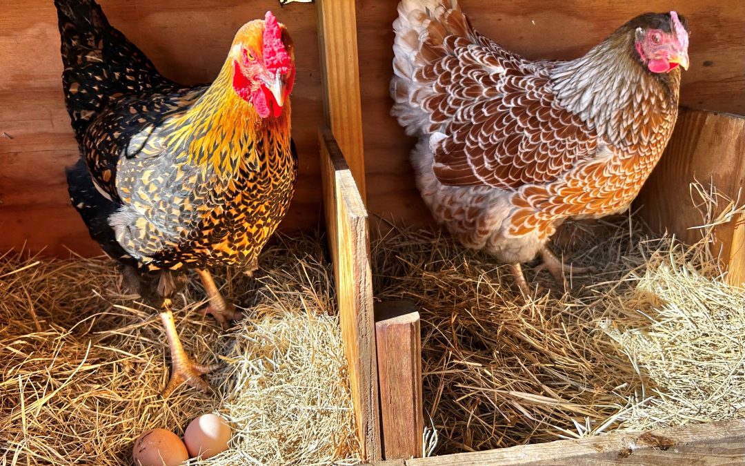 Choosing Bedding for Your Chicken Coop