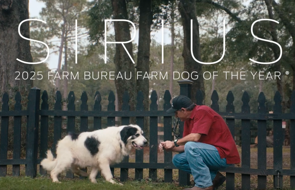 Featured Video:  Florida Farm Wins 2025 Farm Dog of the Year