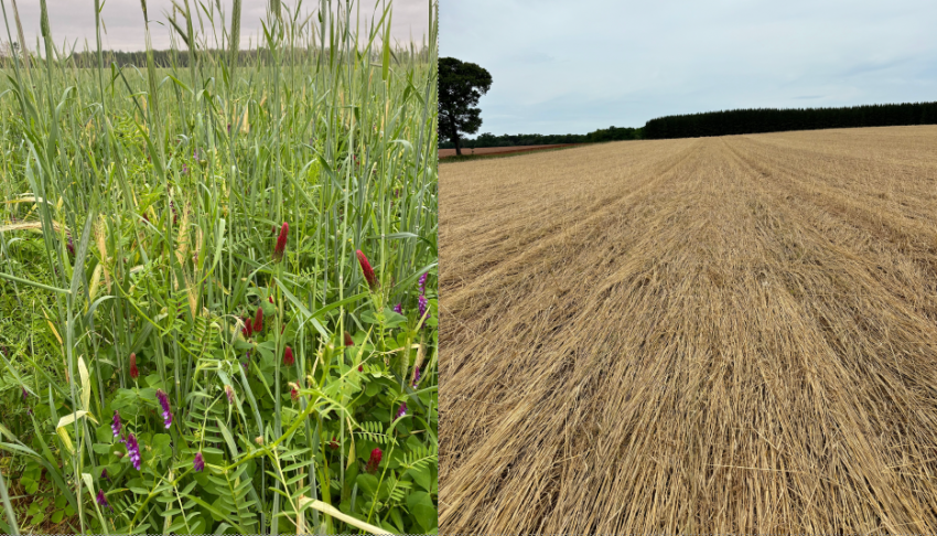 Conservation Tillage