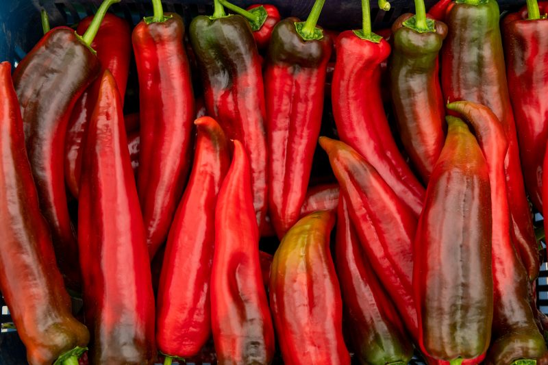 Freshly harvested corno di toro peppers in a basket, displaying vibrant red and green colors with smooth, elongated shapes.