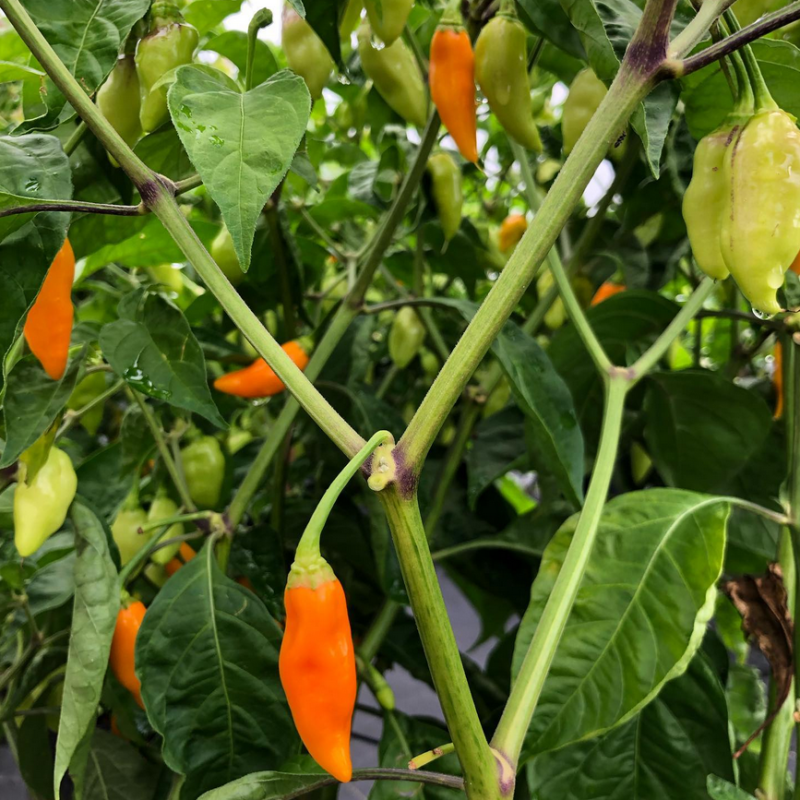 Datil peppers growing on a plant with bright orange and pale green fruit, surrounded by vibrant green leaves and stems.