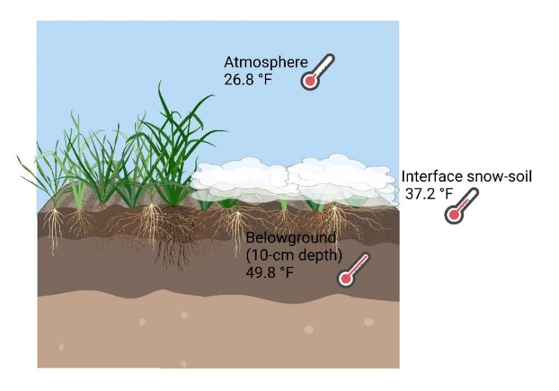 How are My Cool-season Forages Recovering from the Snowfall and Low Temperatures?