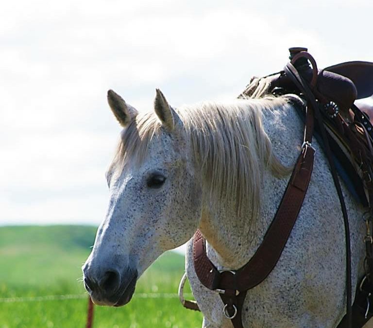 Soaking Horse Hay During Cold Weather