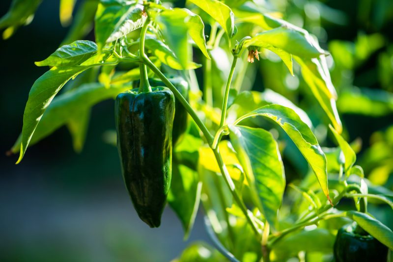 Sunlit poblano pepper on a plant, surrounded by vibrant green leaves with a glossy, dark green surface.