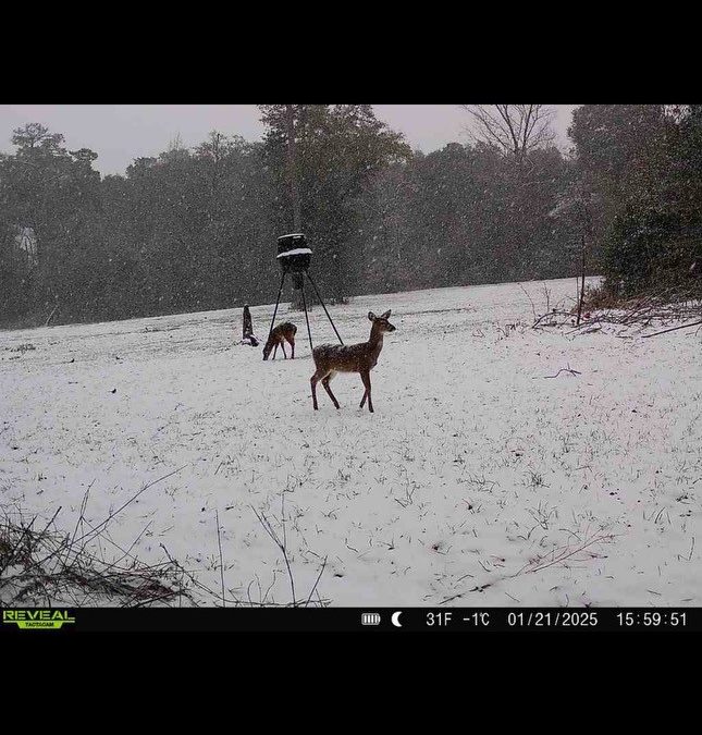 FWC Survey for Potential Changes to Antlerless Deer Harvest