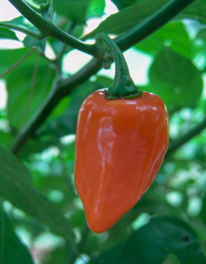 An orange habanero pepper growing on a plant, with a glossy surface and blurred green leaves in the background.