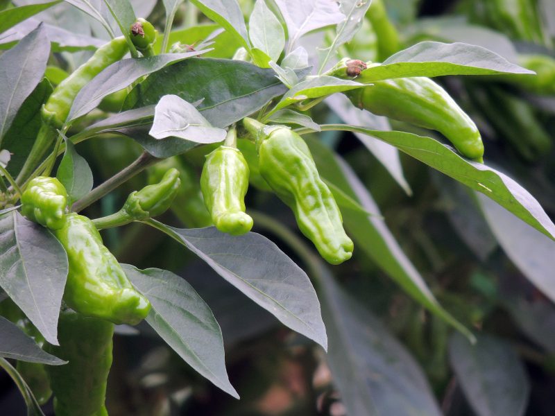 Green shishito peppers growing on a plant, surrounded by broad leaves with a wrinkled and elongated shape.