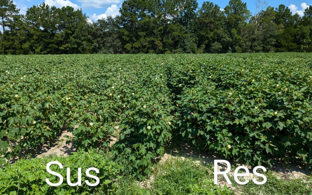 What Cotton Cultivars have Resistance or Tolerance to Southern Root-knot and Reniform Nematode?