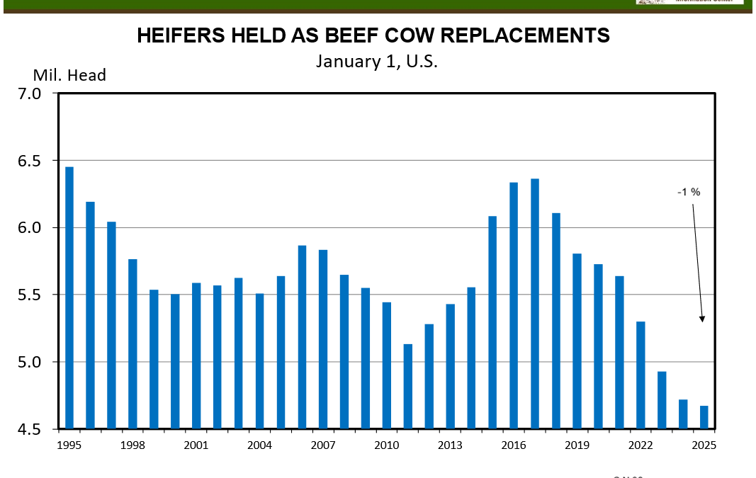 February 2025 Florida Cattle Market Update