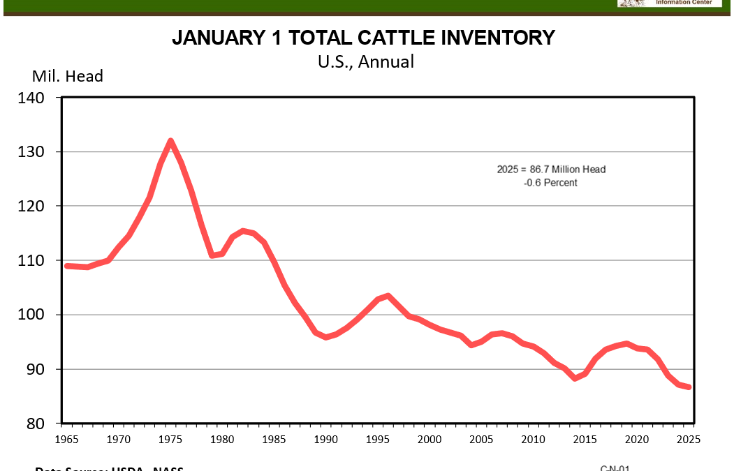 Florida Cattle Market Update – January 2025 Annual Cattle Market Report