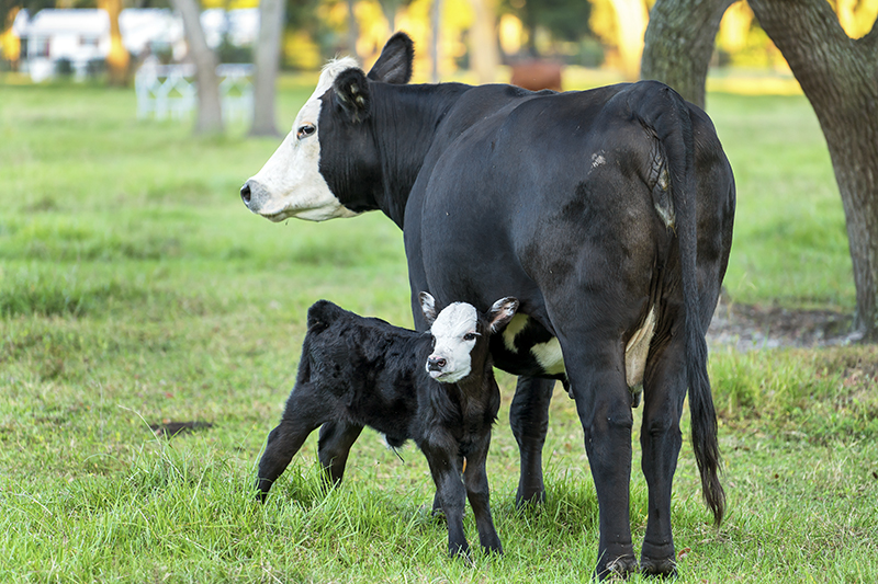 Friday Featured Video:  Grass Tetany in Lactating Cows on Winter Grazing