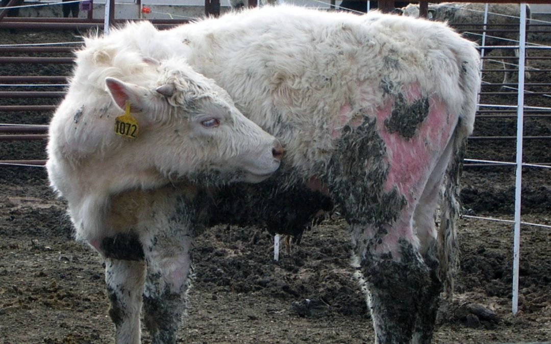 Managing Lice on Cattle