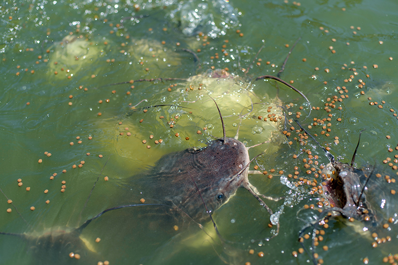 Friday Featured Video:  Alabama Catfish Farming