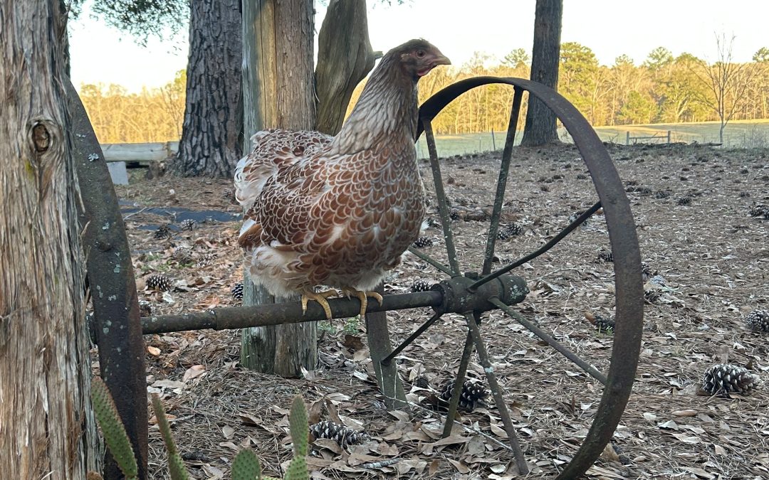 The Different Growing Phases of Chickens: An Overview for Healthy, Productive Flock Development