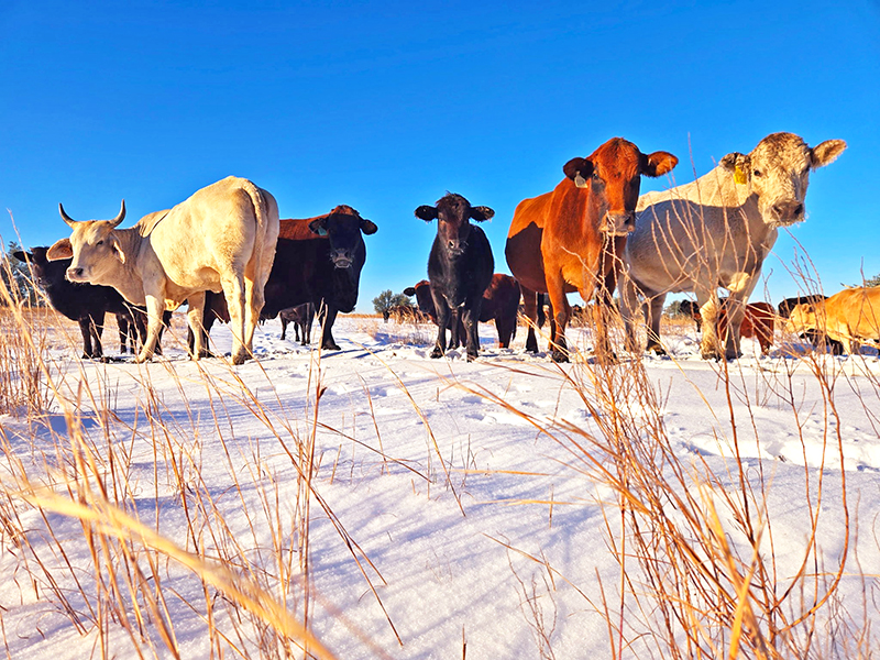 How Much Snow and How Cold did the Florida Panhandle get from the Big Snow of 2025?