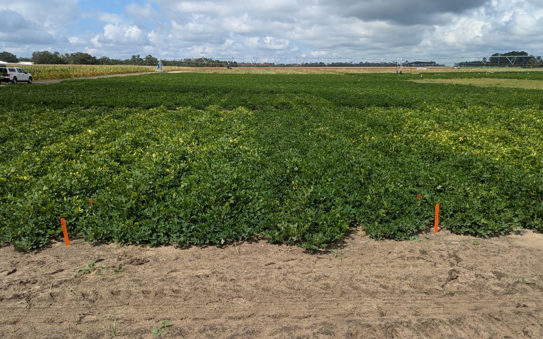 How Well Do Root-Knot Nematode Resistant Peanut Cultivars Perform in Florida?