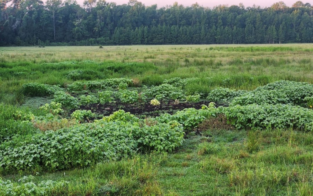 Why is this weed here? Weed Management in Pasture Systems