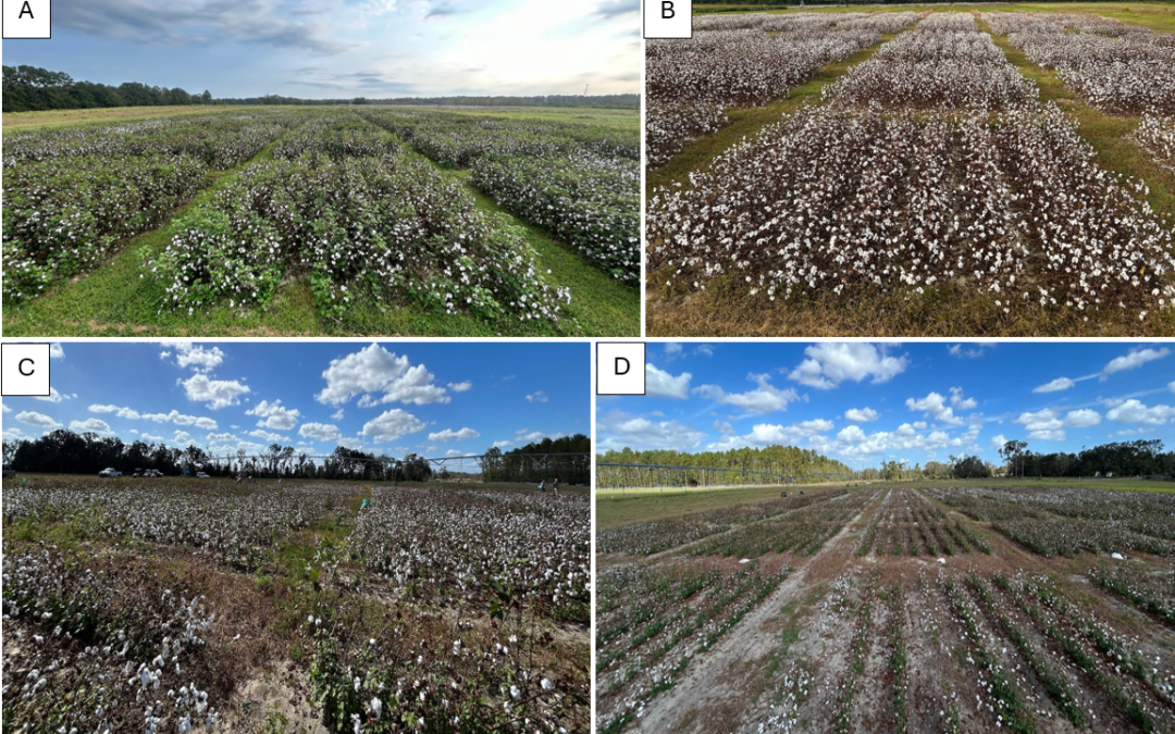 2024 UF/IFAS Cotton Variety Test Summary