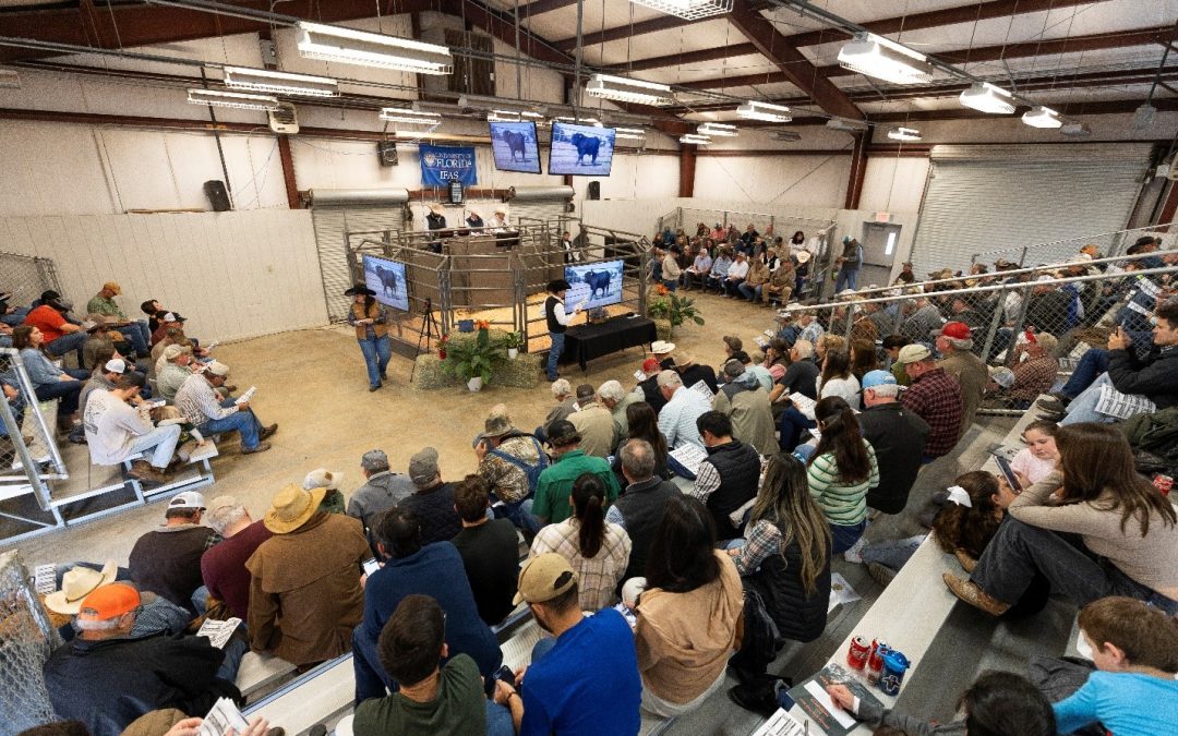 2025 Florida Bull Test Sale Sets Average Price Record