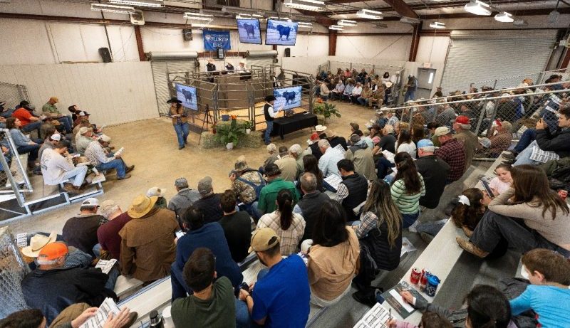 2025 Florida Bull Test Sale