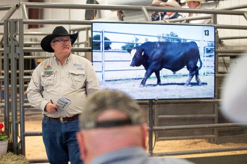 Doug taking bids at the bull auction