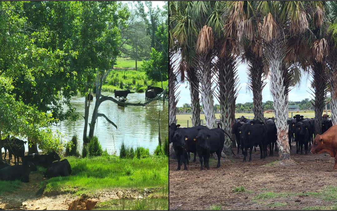 Heat Stress and its Impact on Cattle Reproduction